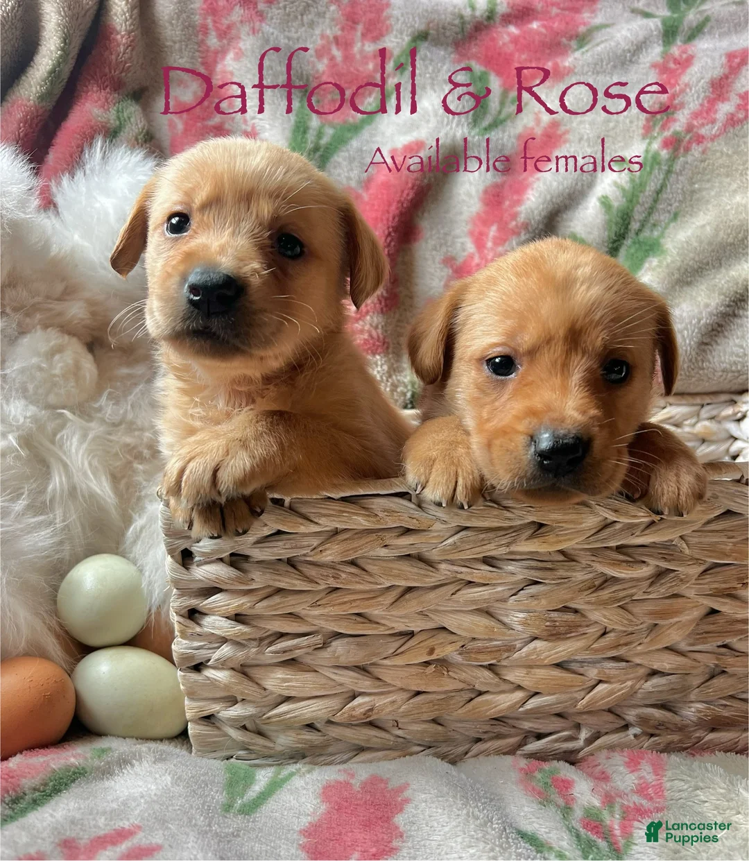 Labrador Retriever dogs for sale: Daffodil  - Ad 1