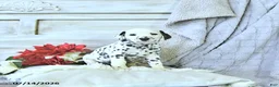 Dalmatian dogs for sale: Ellie - Ad 2