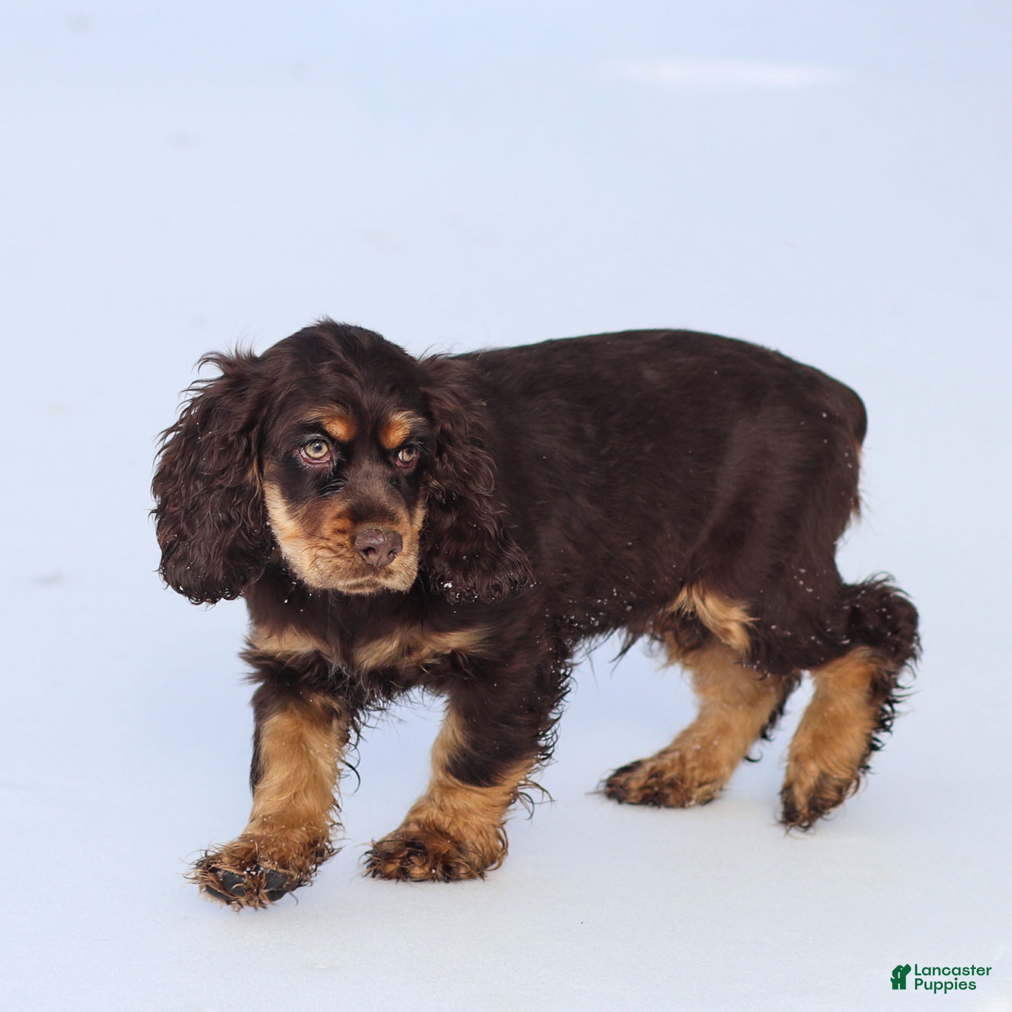 Cocker Spaniel dogs Dumpling - Ad 33