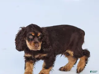 Cocker Spaniel dogs Dumpling - Ad 33