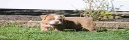 Olde English Bulldogge dogs for sale: Bluegates SABRINA - Ad 4