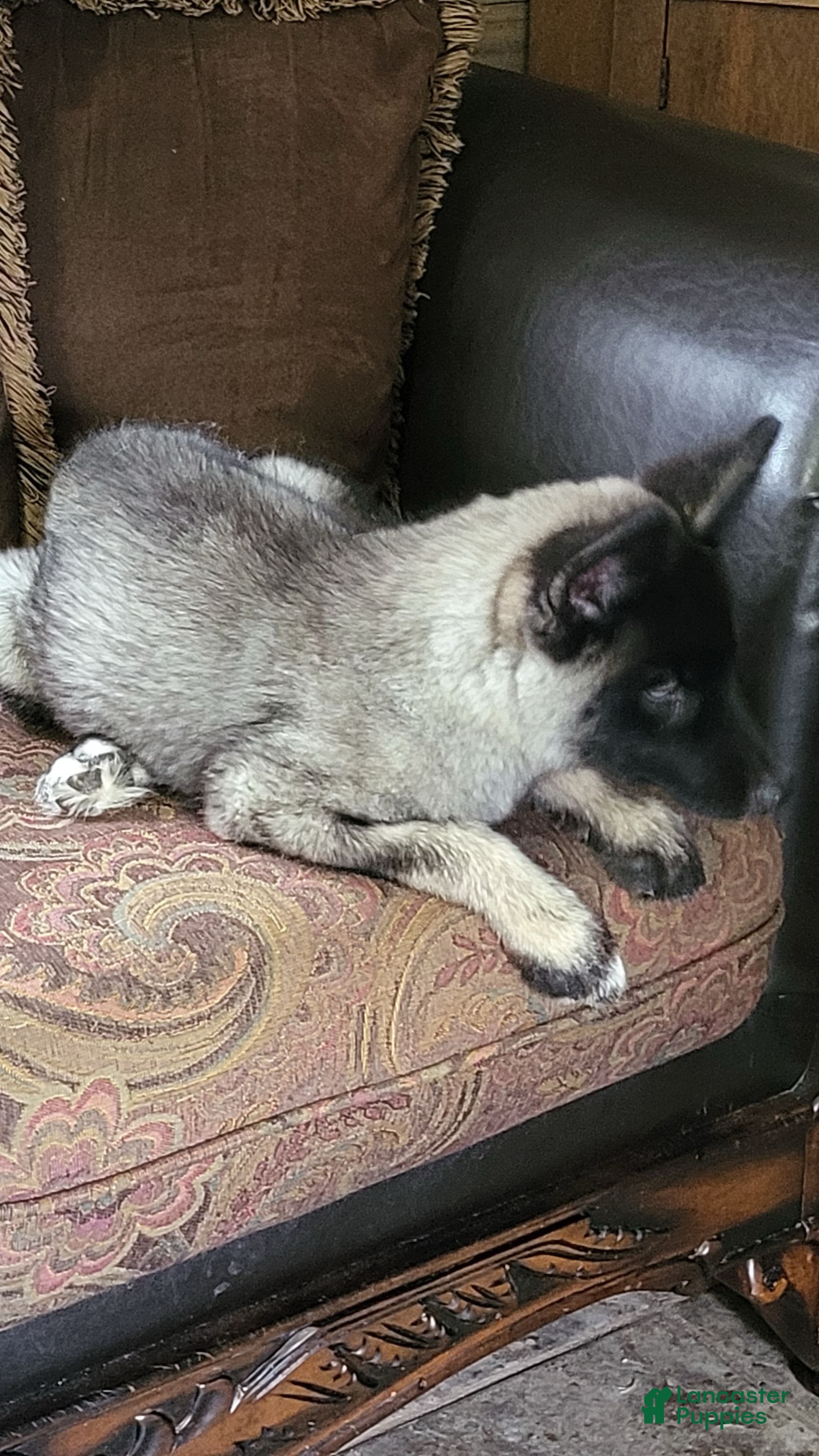 Siberian Husky dogs Siberian Husky Puppy 1 - Ad 41