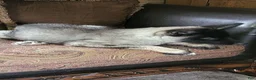 Siberian Husky dogs for sale: Siberian Husky Puppy 1 - Ad 1