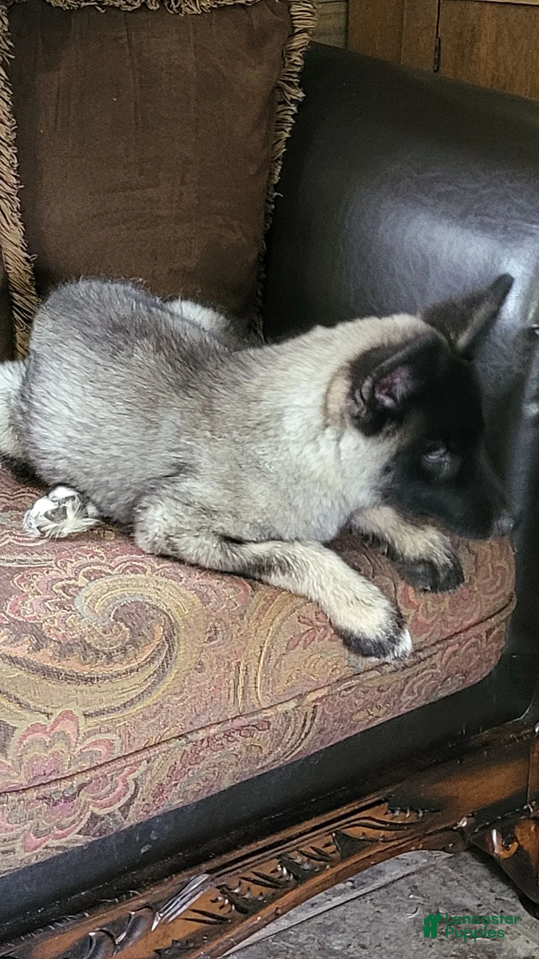 Siberian Husky dogs for sale: Siberian Husky Puppy 1 - Ad 1