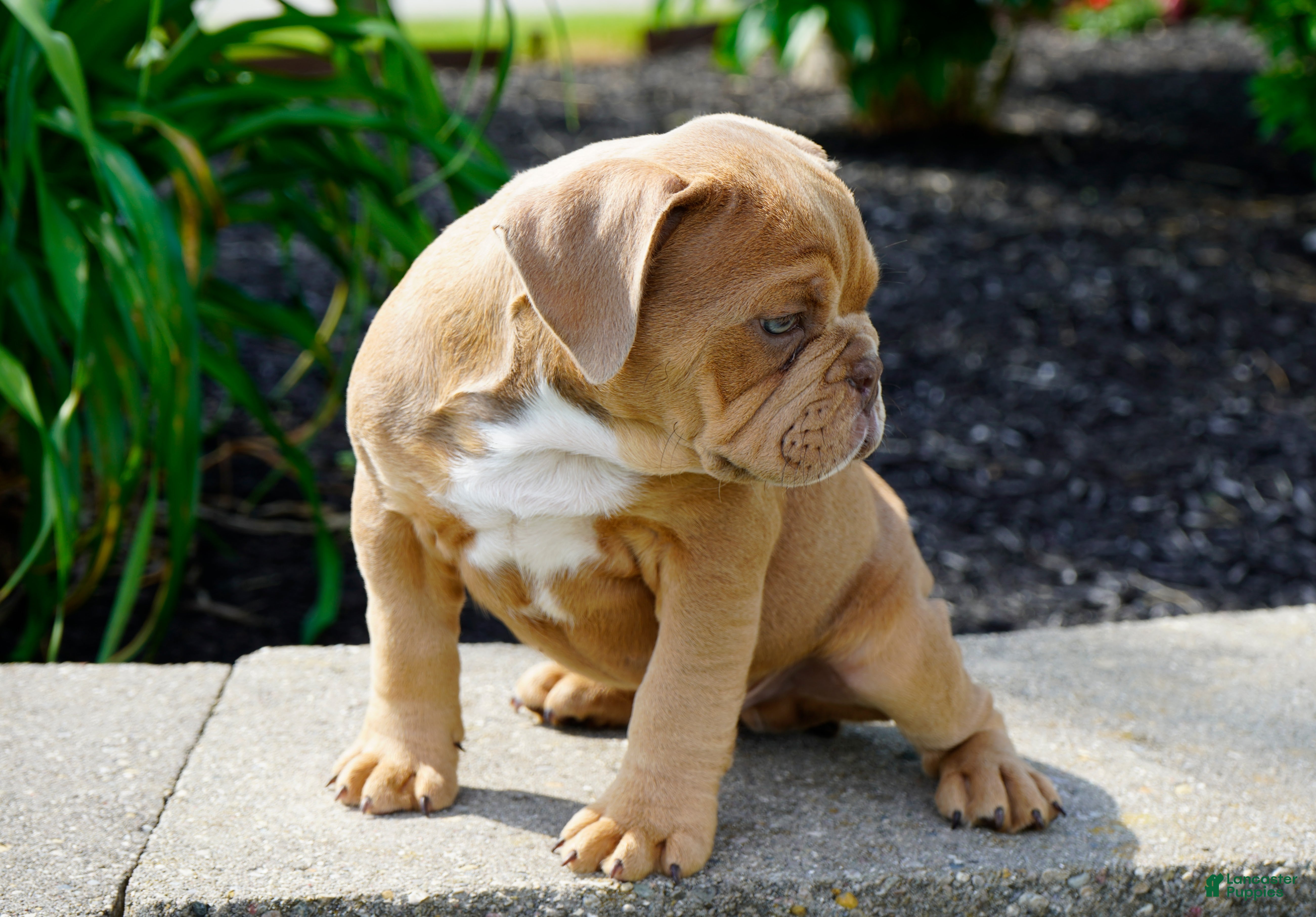 English Bulldog dogs for sale: Gucci Male  - Ad 3