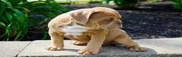 English Bulldog dogs for sale: Gucci Male  - Ad 1