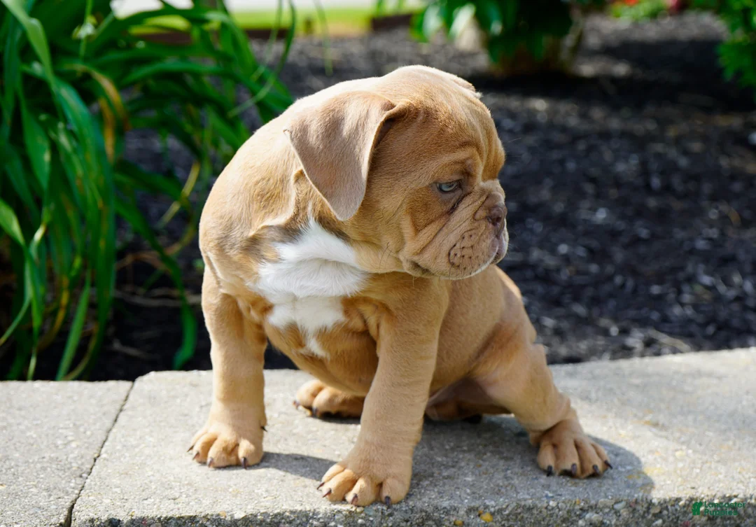 English Bulldog dogs for sale: Gucci Male  - Ad 1