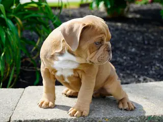English Bulldog dogs for sale: Gucci Male - Ad 3