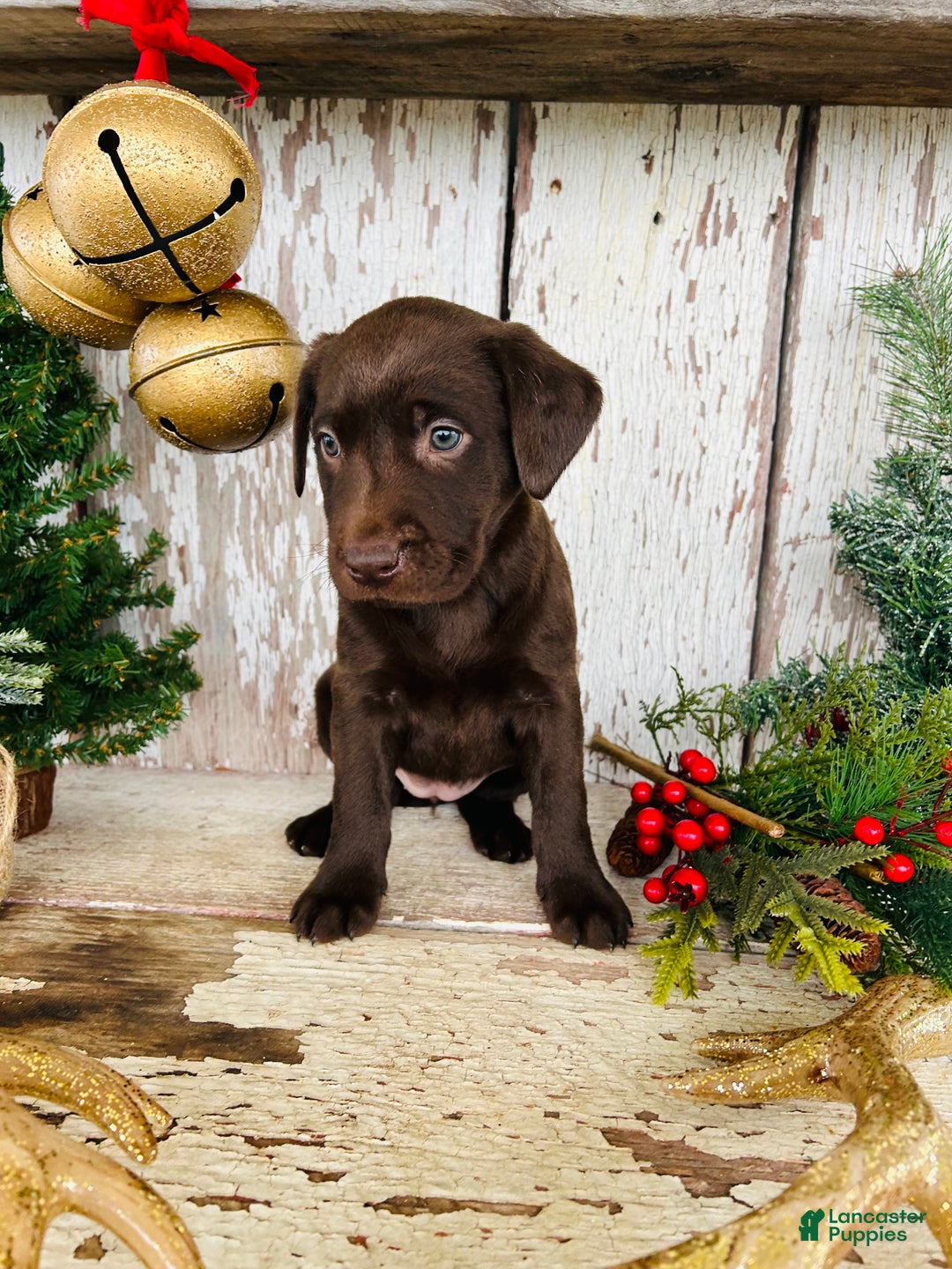 Labrador Retriever dogs for sale: Joy - Ad 3
