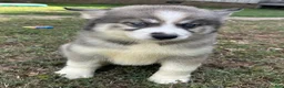Siberian Husky dogs for sale: Charm - Ad 6
