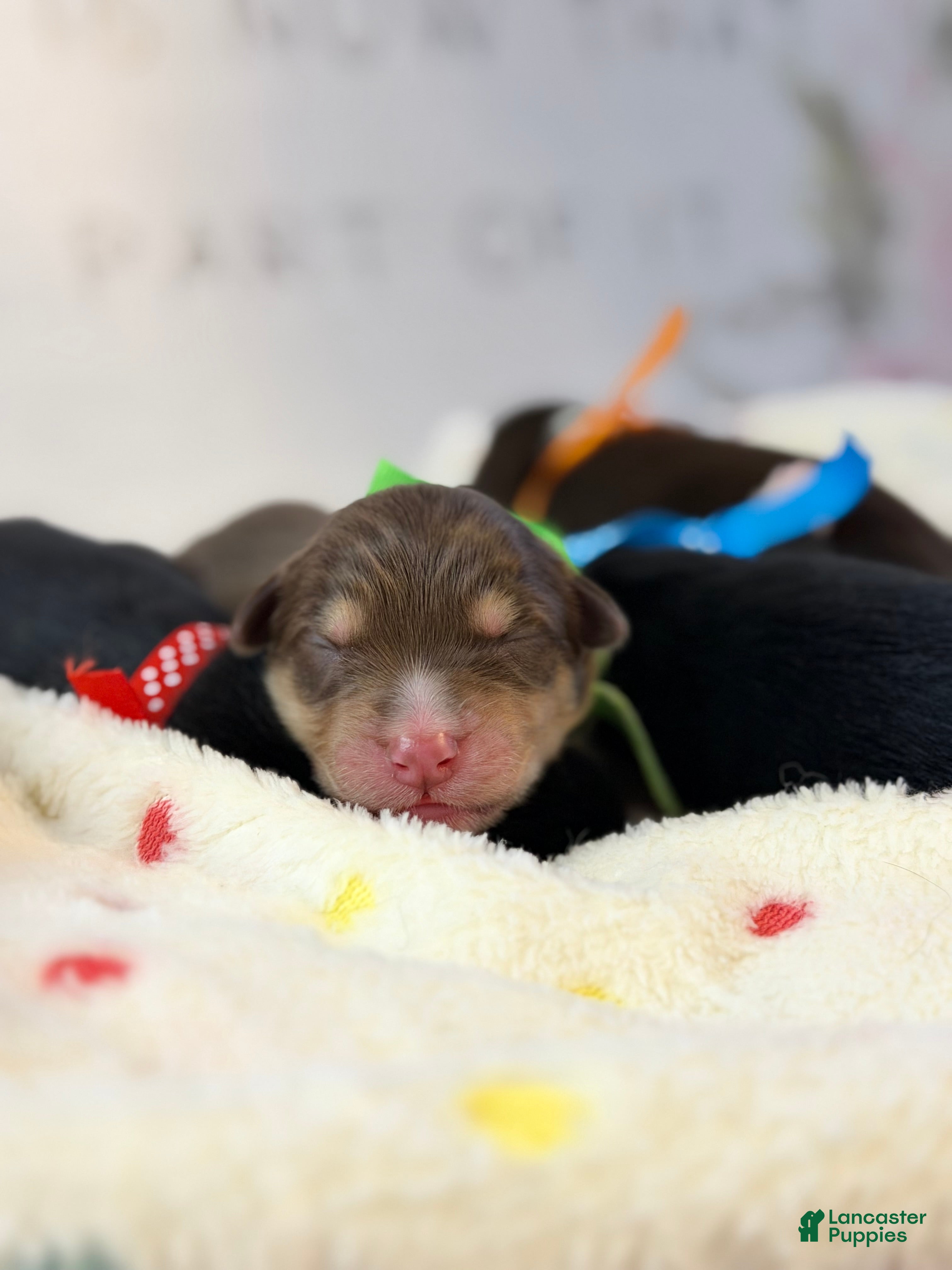 Australian Shepherd dogs Australian Shepherd Puppy 1 - Ad 23