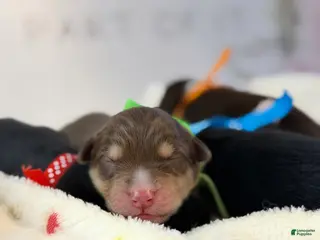 Australian Shepherd dogs Australian Shepherd Puppy 1 - Ad 23