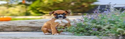 Boxer dogs for sale: Aspen - Ad 6