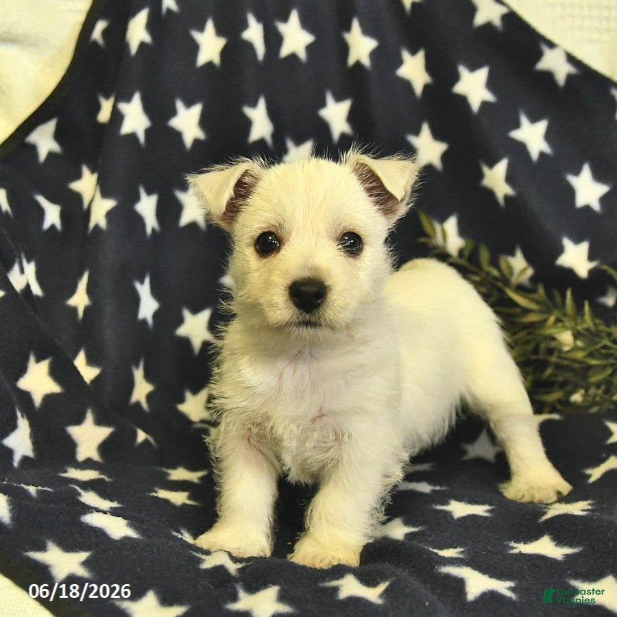 West Highland Terrier dogs Lily  - Ad 2
