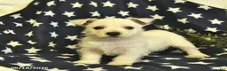 West Highland Terrier dogs for sale: Lily  - Ad 2