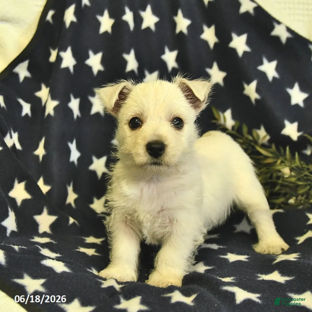 West Highland Terrier dogs for sale: Lily  - Ad 2