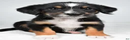 Mixed Breed dogs for sale: Rondo - Ad 6