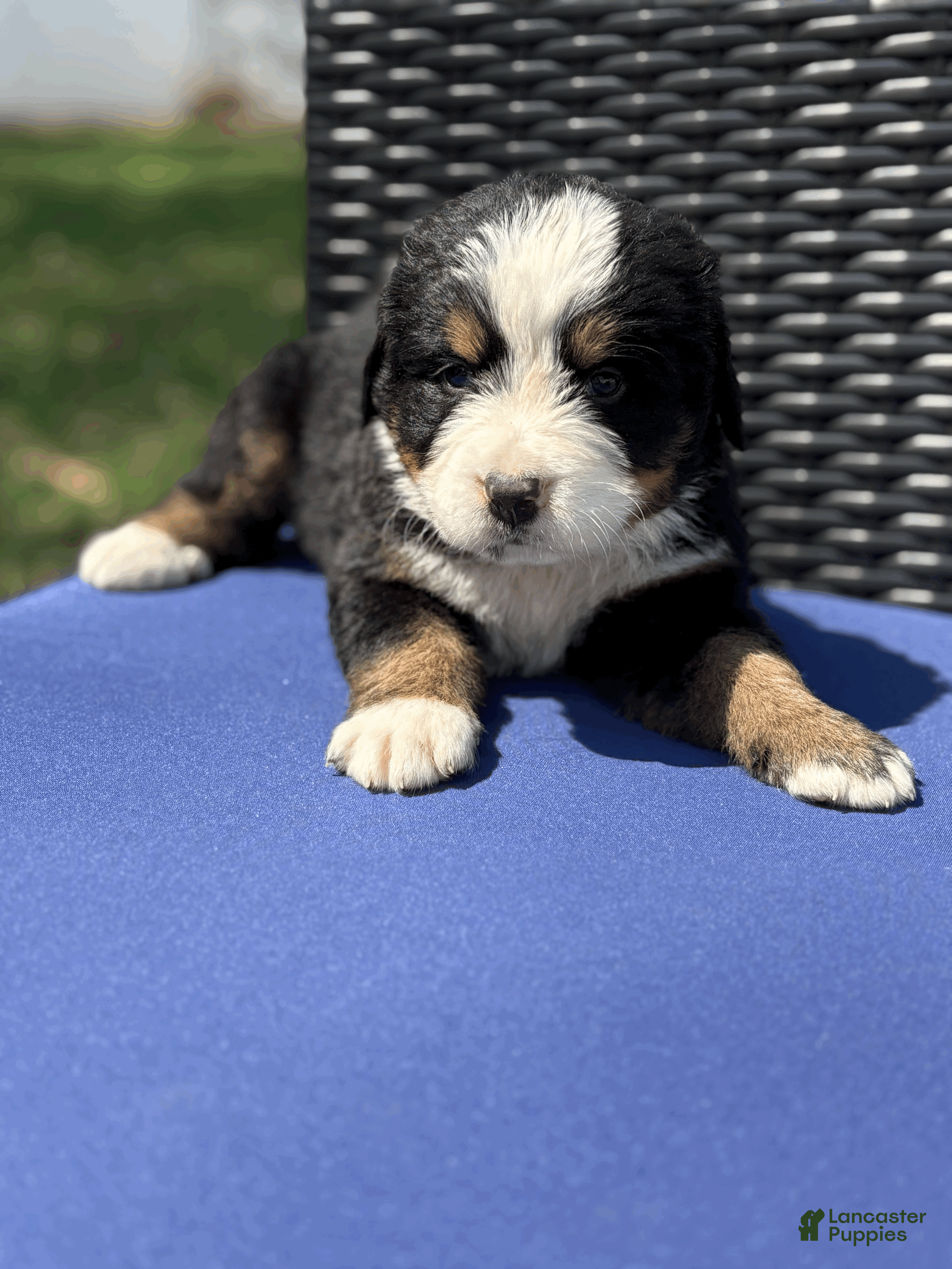 Bernese Mountain Dog dogs Guinness - Ad 1