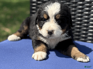 Bernese Mountain Dog dogs for sale: Guinness - Ad 1