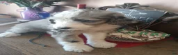 Sheepadoodle dogs for sale: Blessing!! - Ad 5