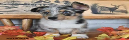 Welsh Corgi Pembroke dogs for sale: Buddy - Ad 2