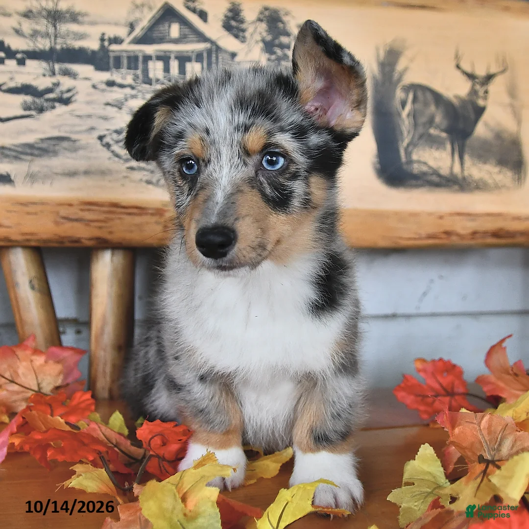 Welsh Corgi Pembroke dogs for sale: Buddy - Ad 2