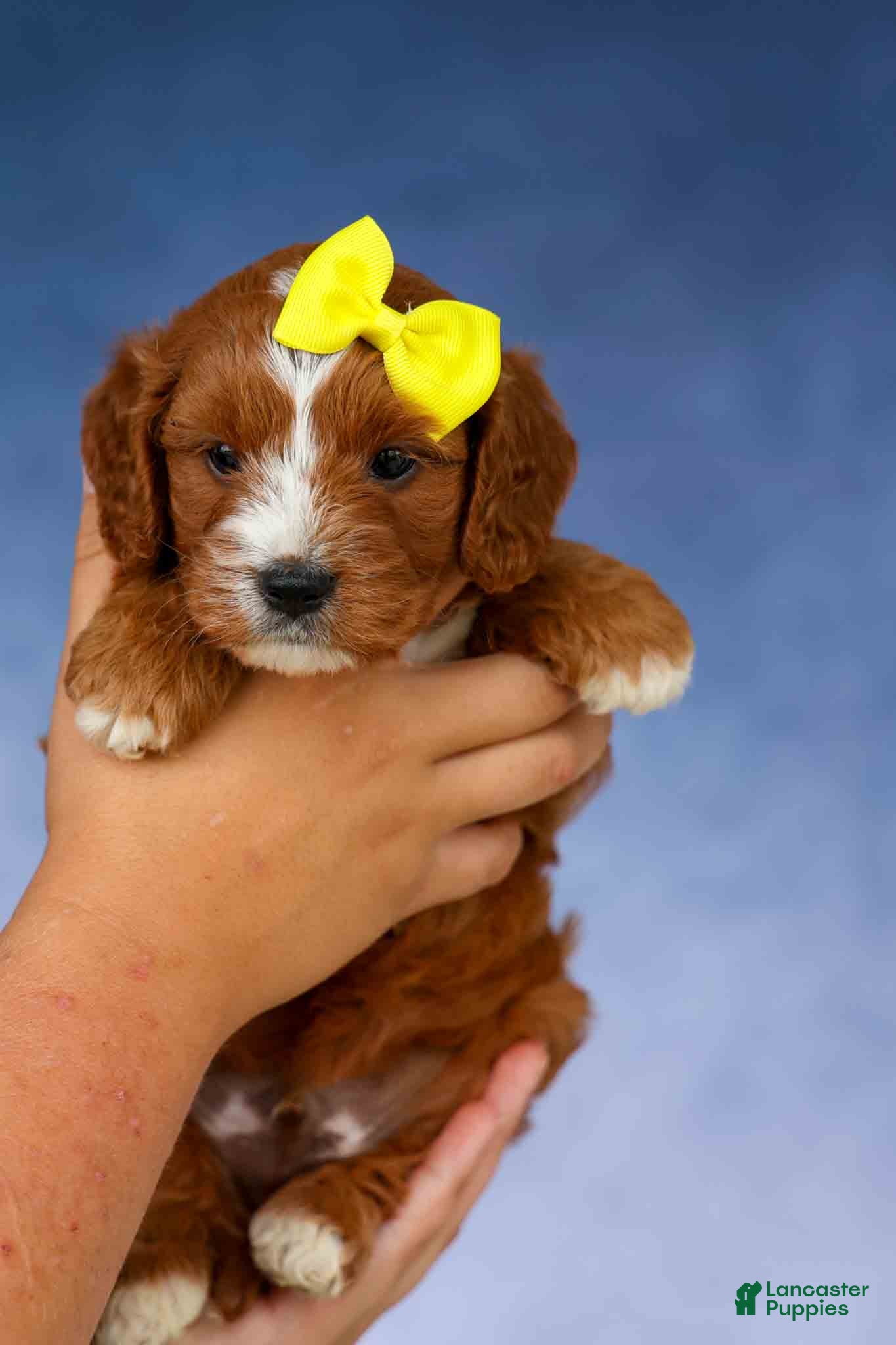 Cavapoo dogs Milo 💙🦴 - Ad 2