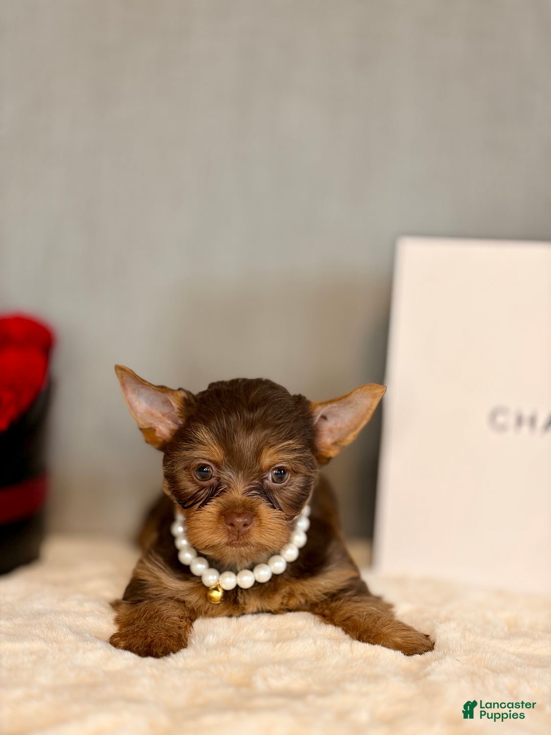 Yorkshire Terrier dogs for sale: Hazel *GET NOW* PAY LATER* - Ad 2