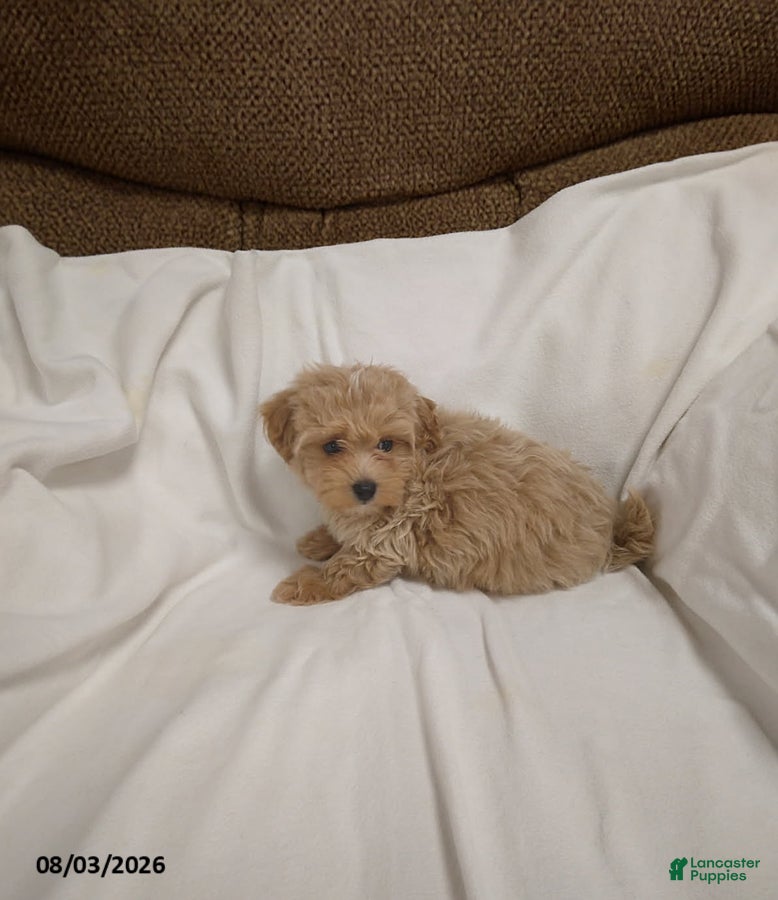 Maltipoo dogs Dan - Ad 2