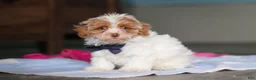 Mixed Breed dogs for sale: Teddy - Ad 5