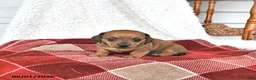 Miniature Dachshund dogs for sale: Callie - Ad 4