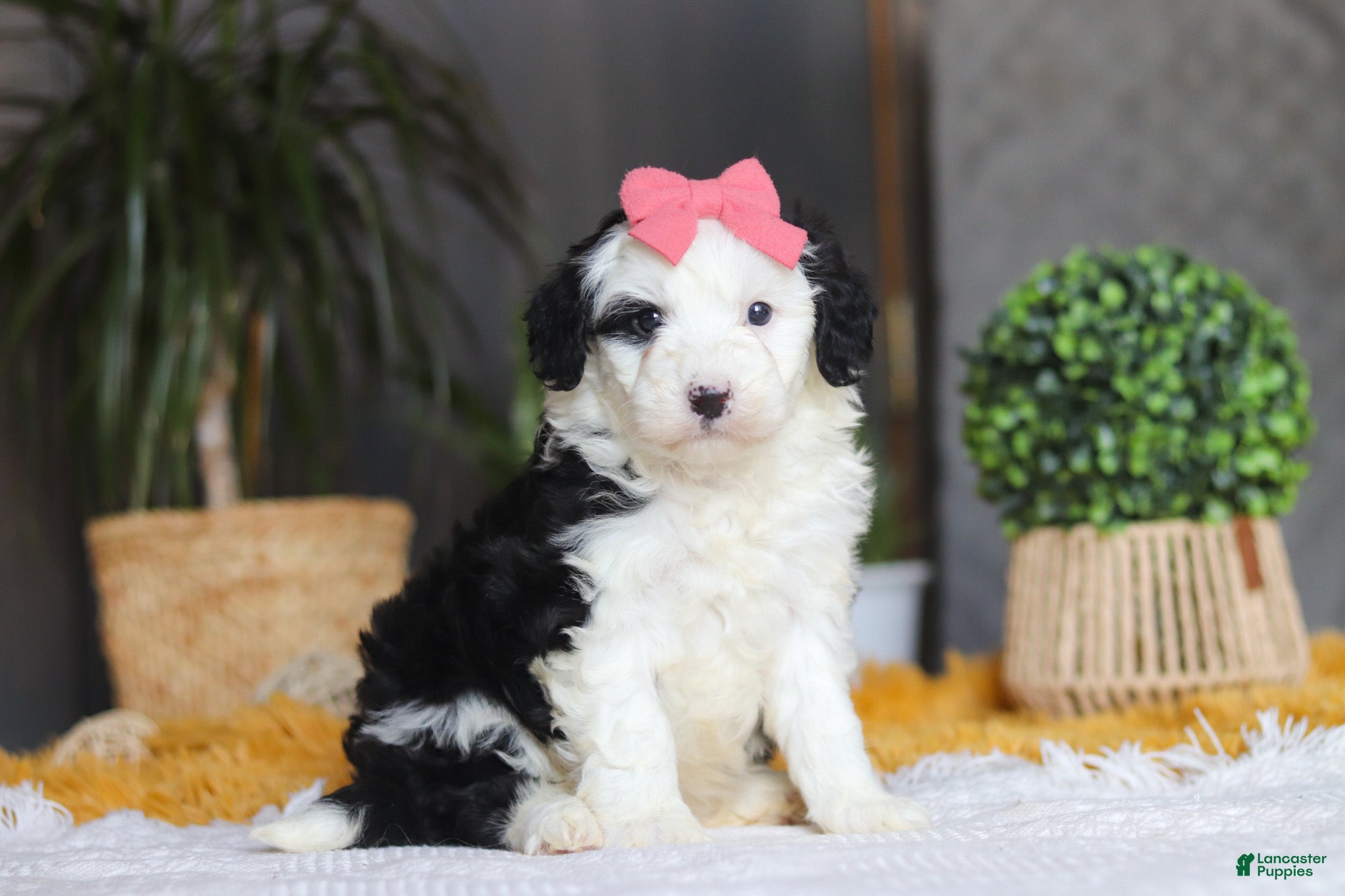 Sheepadoodle dogs Mopsy - Ad 2