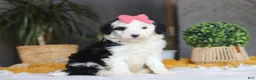 Sheepadoodle dogs for sale: Mopsy - Ad 2