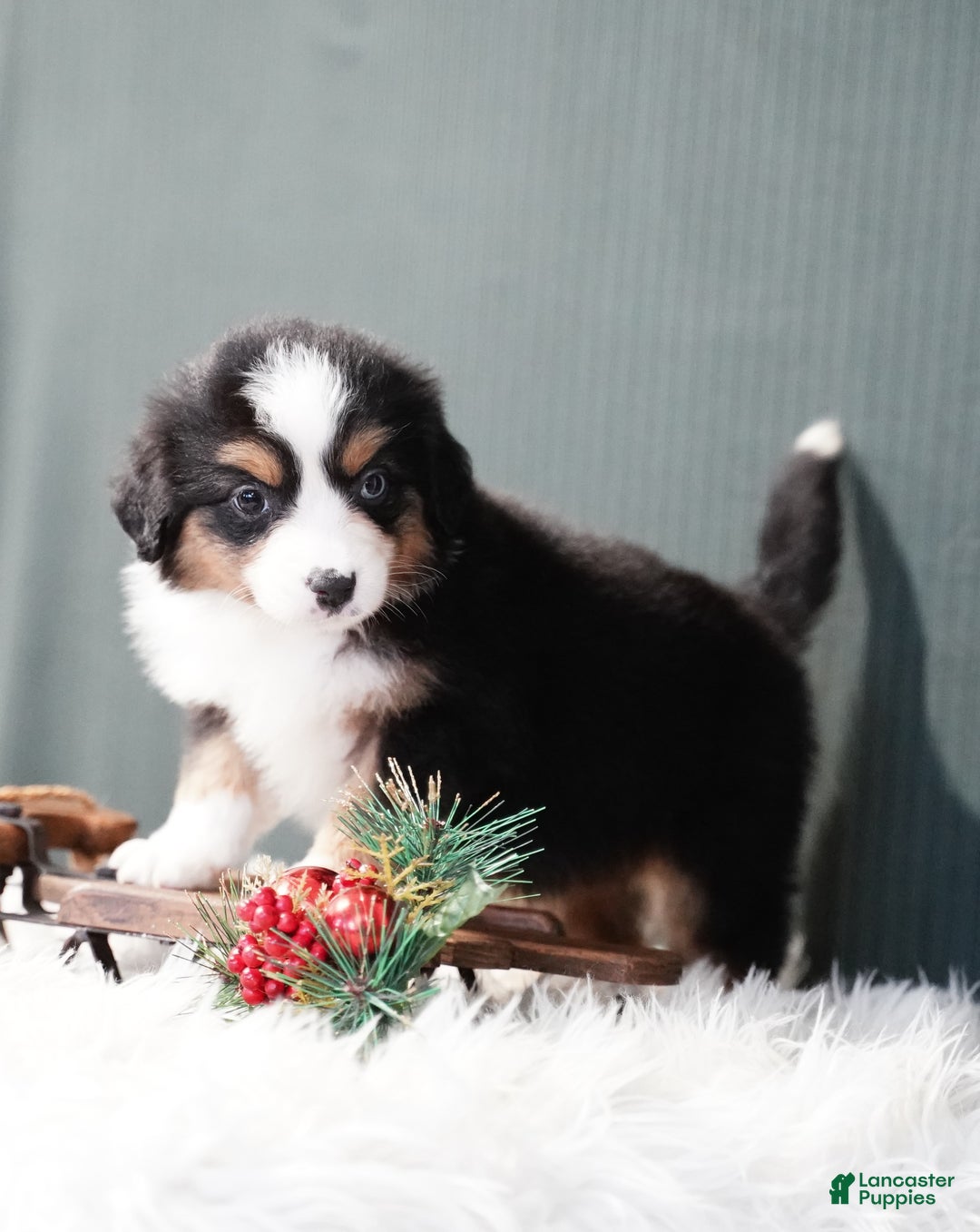 Miniature Australian Shepherd dogs for sale: Bailey - Ad 4