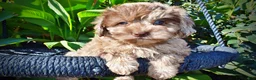 Havapoo dogs for sale: Picasso - Ad 4