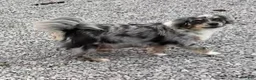 Pomapoo dogs for sale: Kaya - Ad 7