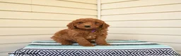 Goldendoodle dogs for sale: Wally - Ad 3
