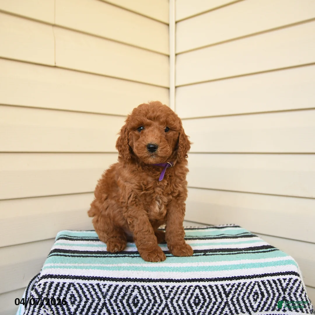 Goldendoodle dogs for sale: Wally - Ad 3