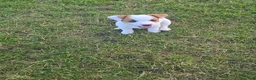 Jack Russell Terrier dogs for sale: Jack Russell Terrier 2 - Ad 3