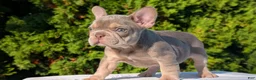 French Bulldog dogs for sale: Luna - Ad 6