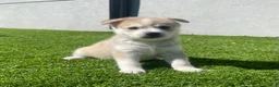 Alaskan Klee Kai dogs for sale: Rhaella - Ad 4