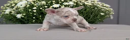 Frenchton dogs for sale: Stella - Ad 10