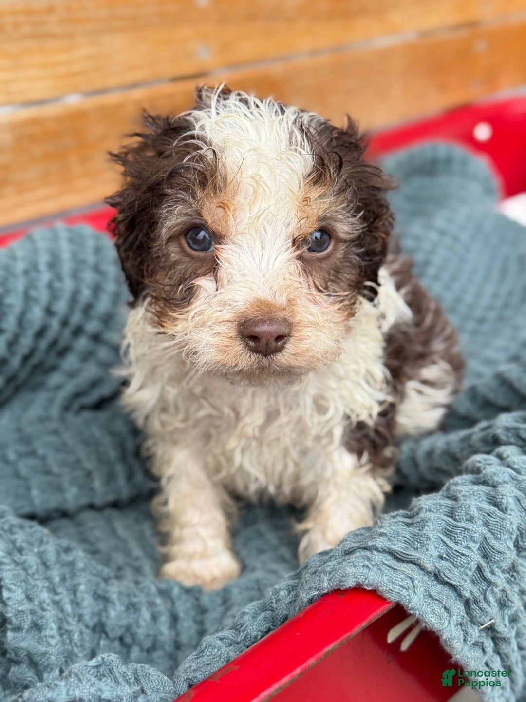 Cavapoo dogs for sale: Arlo - Ad 28