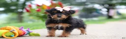 Yorkiepoo dogs for sale: Riot - Ad 3
