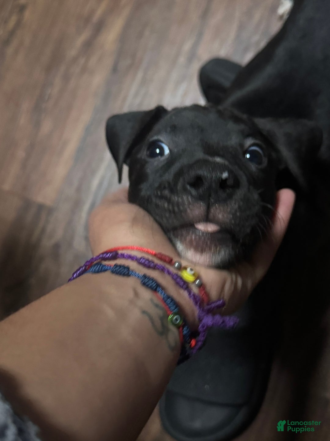 Mixed Breed dogs for sale: Mixed Breed Puppy 1 - Ad 4