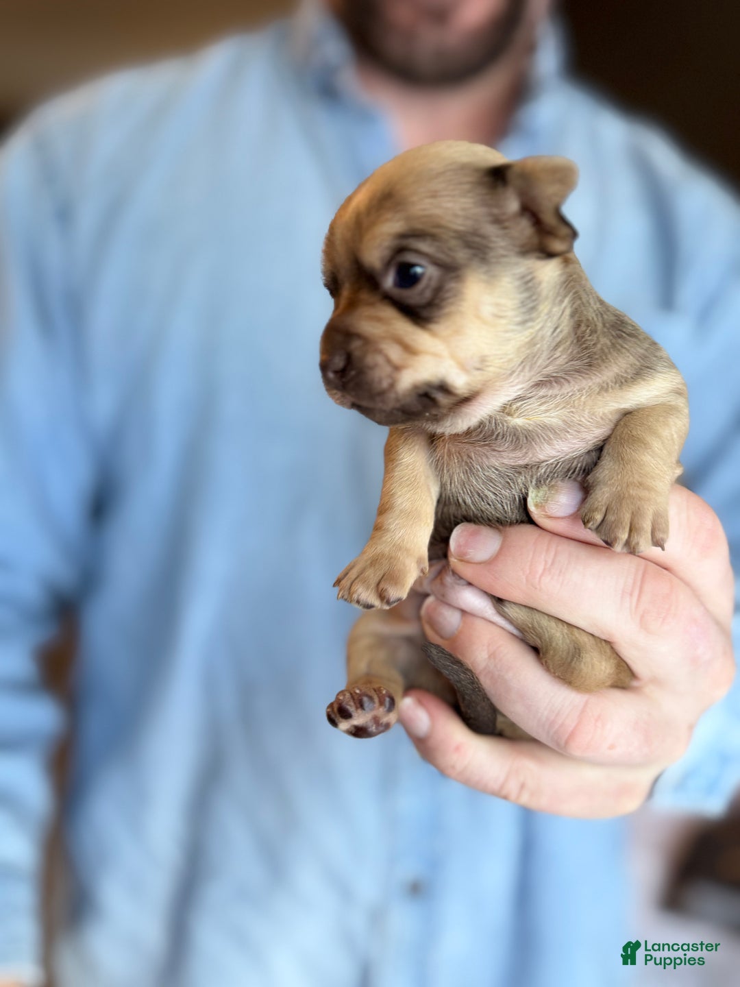 Chihuahua dogs for sale: Brandy  - Ad 9