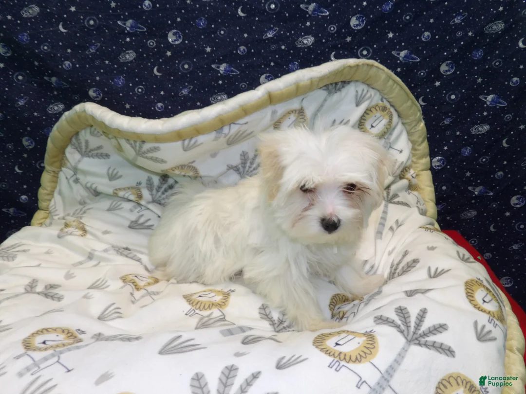 Morkie dogs for sale: Fabian - Ad 2