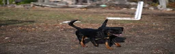 Rottweiler dogs for sale: Churro - Ad 5