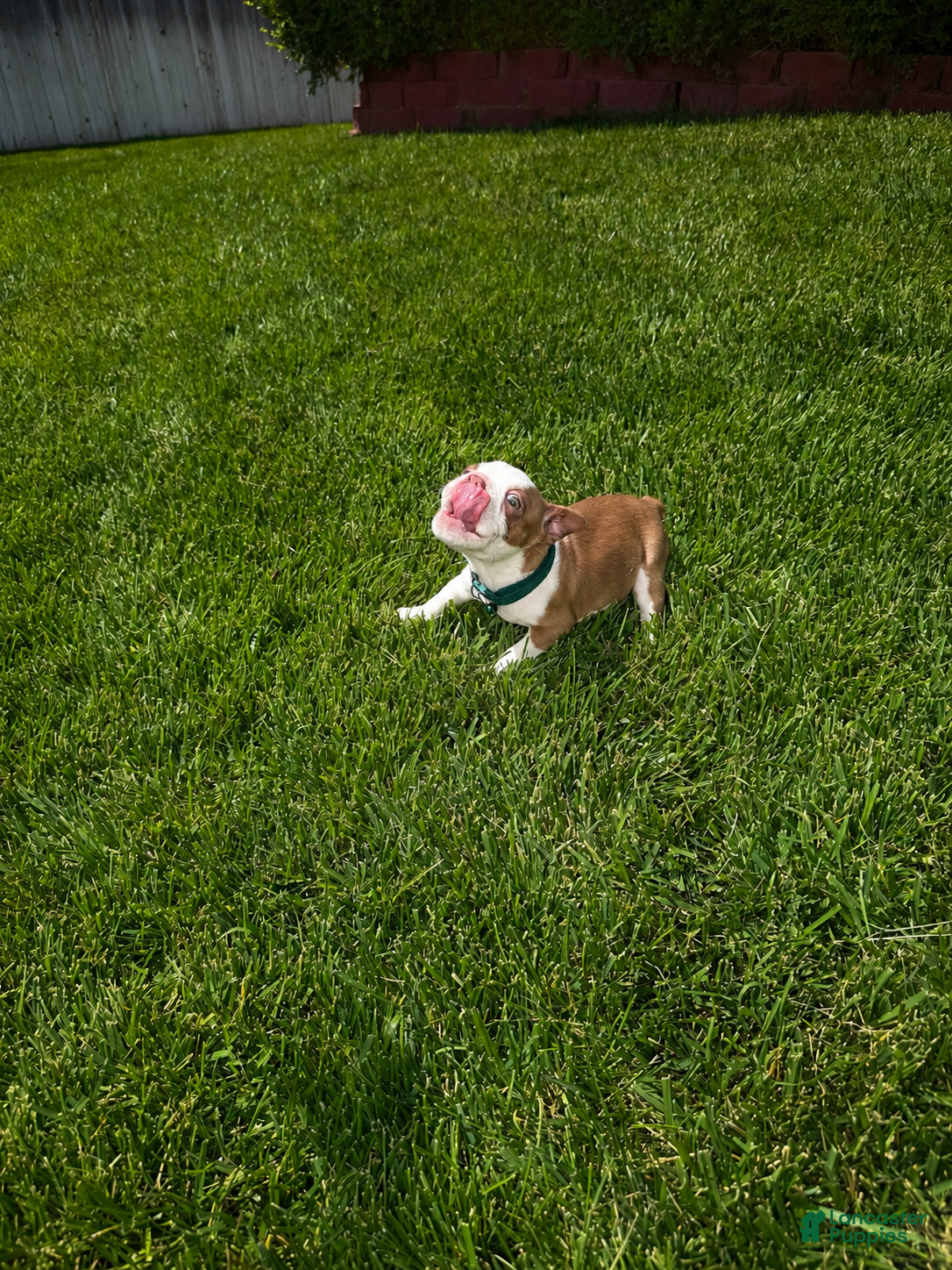 Boston Terrier dogs Max - Ad 2
