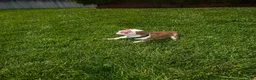 Boston Terrier dogs for sale: Max - Ad 2